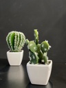 CACTUS IN POT WHITE COLOUR, SIZE 55X55X50MM, TOTAL HEIGHT APPROXIMATELY 115MM
